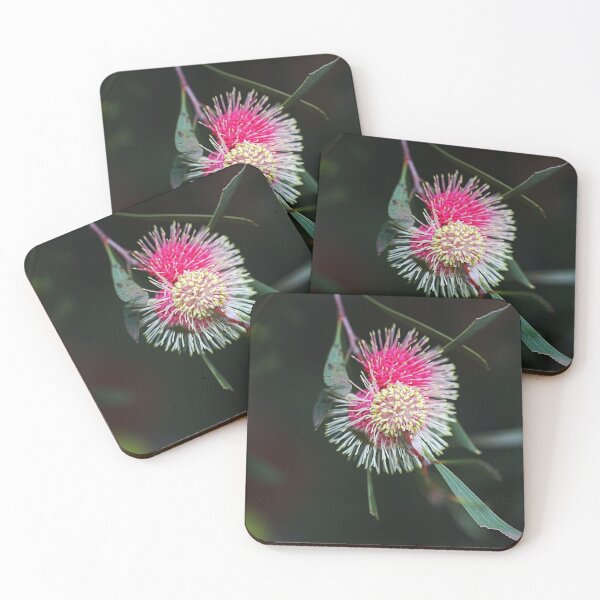 Item preview, Pincushion Hakea Bloom Laurina  designed and sold by Joy Watson - Natural Light Photography .