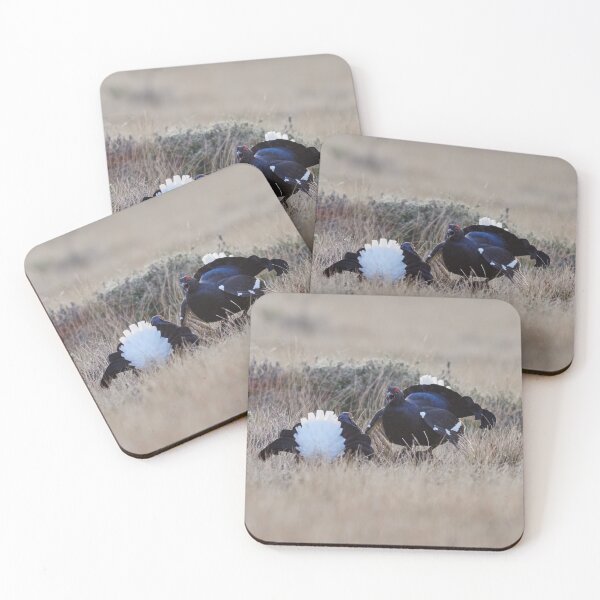 Item preview, Black grouse test scheme at fall designed and sold by Jouko Lehto Photography.