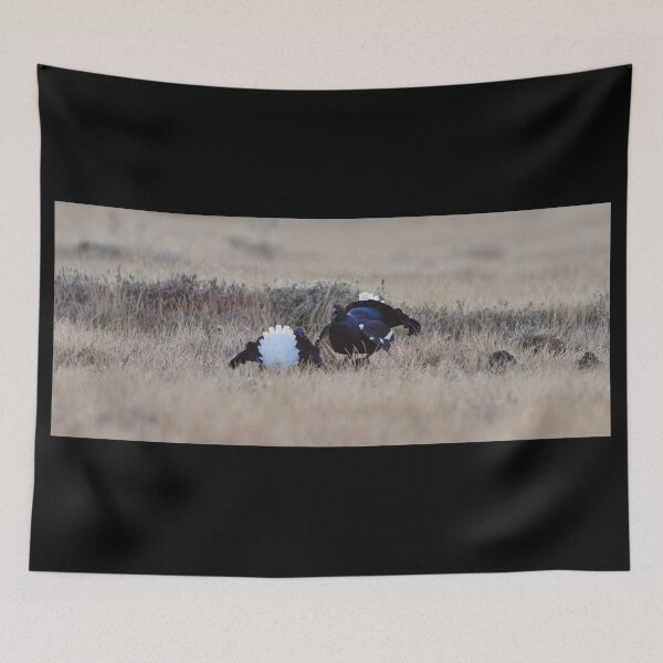 Item preview, Black grouse test scheme at fall designed and sold by Jouko Lehto Photography.