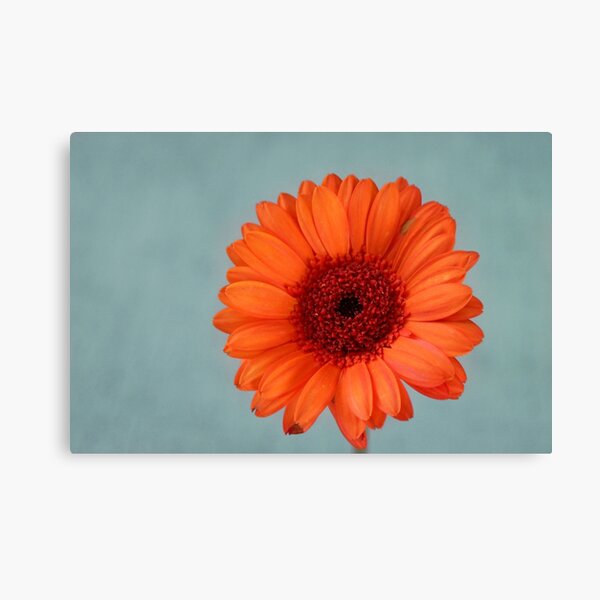 Orange Petals Canvas Print