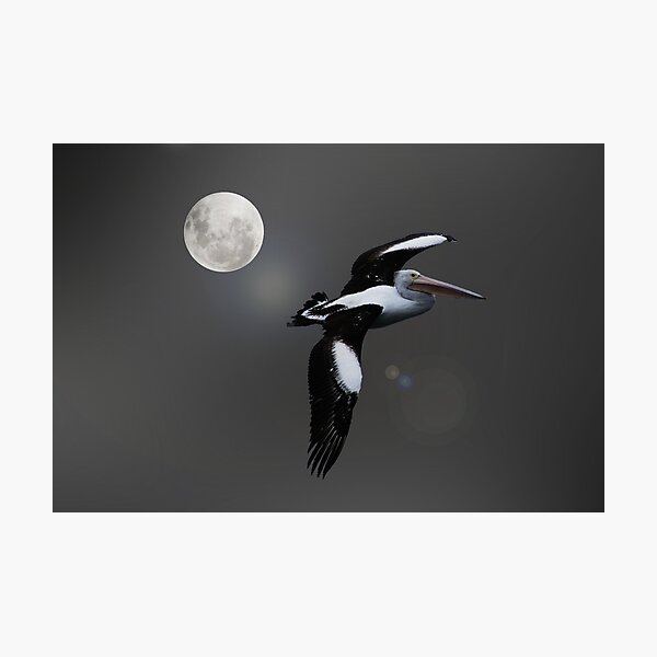 FLIGHT BY NIGHT Photographic Print