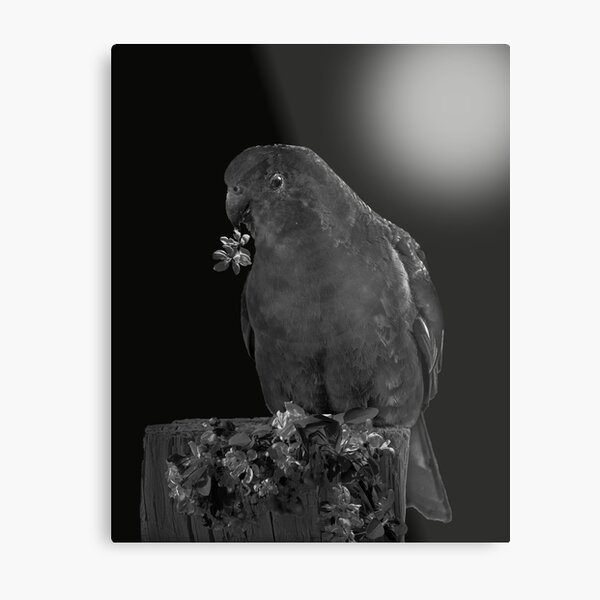 KING PARROT Metal Print