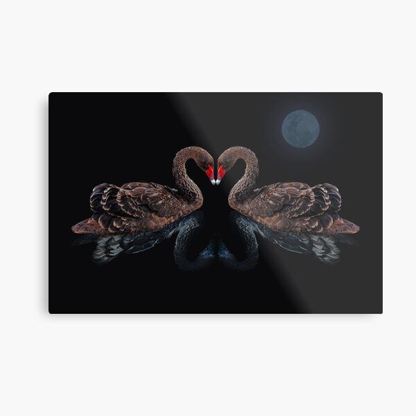 SWAN SONG IN COLOUR Metal Print