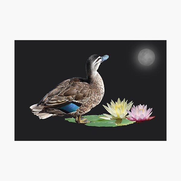 SPELLBOUND IN COLOUR Photographic Print