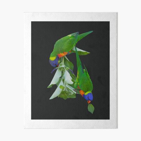 MIDNIGHT FEAST IN COLOUR Art Board Print