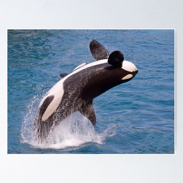 Mug: Jumping Orca