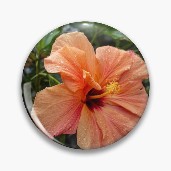 Item preview, Orange Hibiscus Flowers designed and sold by iCimages.net.