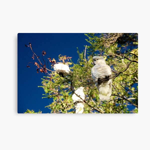 Item preview, Cockatoos at breakfast time designed and sold by Susan Henry.