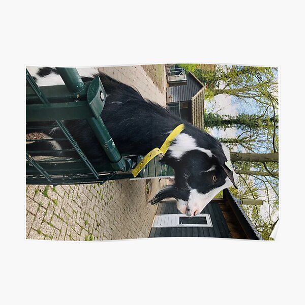Big Goat Jigsaw puzzle Poster