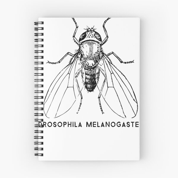 Item preview, Drosophila Melanogaster Fruit fly for scientists designed and sold by walrusindustrie.