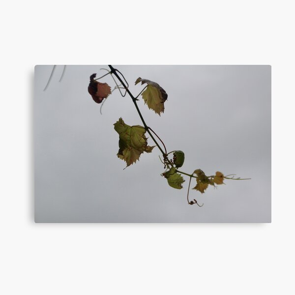 Item preview, Winding vine at Viewfield designed and sold by Susan Henry.