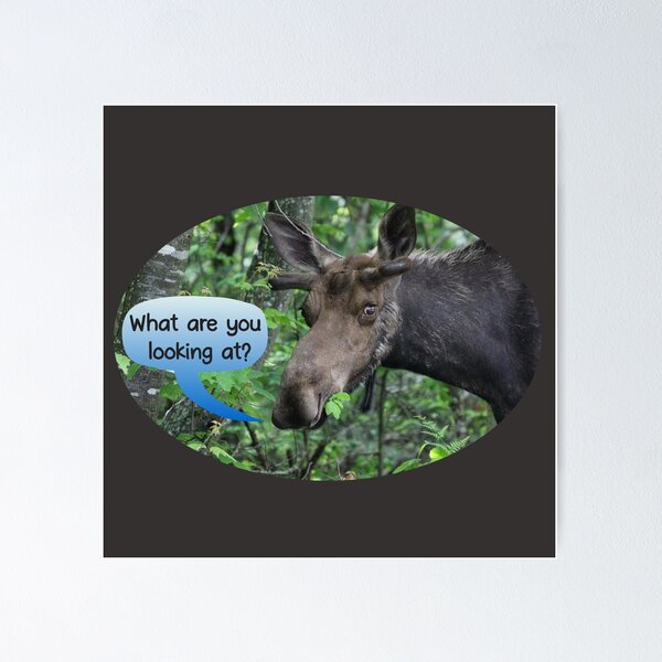 Item preview, What are you looking at? designed and sold by Rugger8.