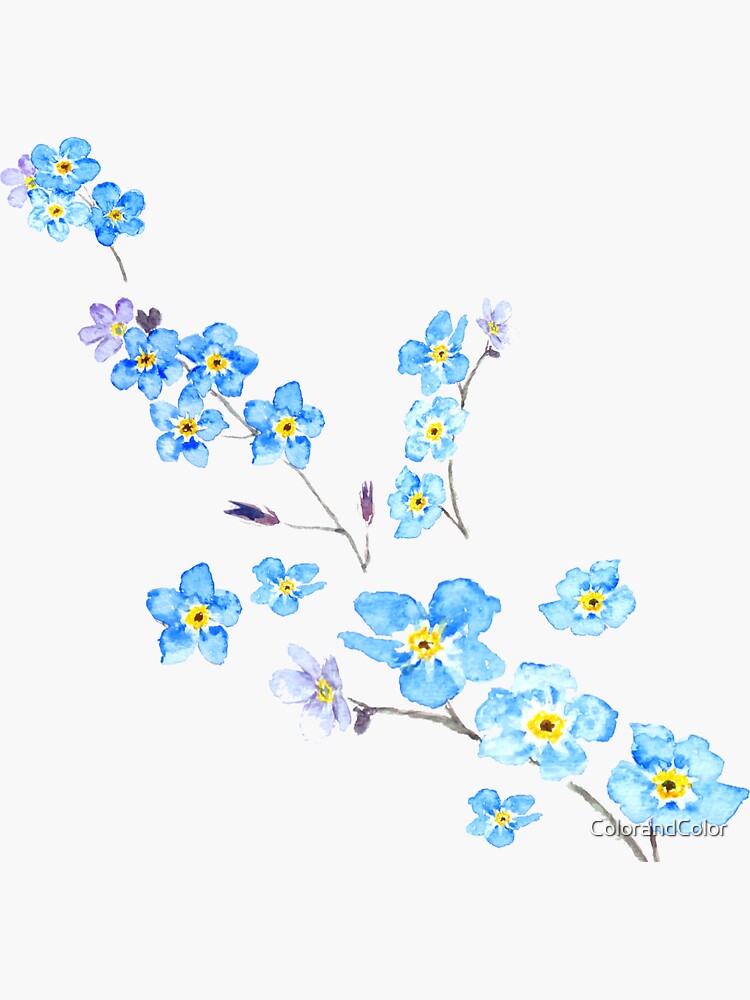 blue forget me not watercolor painting by ColorandColor