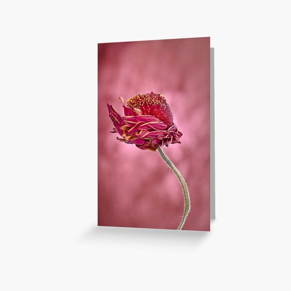 Bad hair day Greeting Card