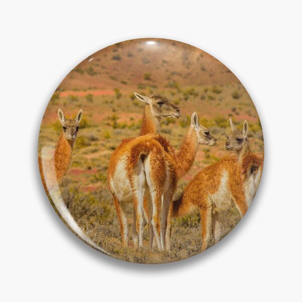 Item preview, Group of Guanacos at Patagonia Landscape, Santa Cruz, Argentina designed and sold by DFLC Prints.
