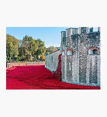 Cascading Poppies, Tower of London Photographic Print