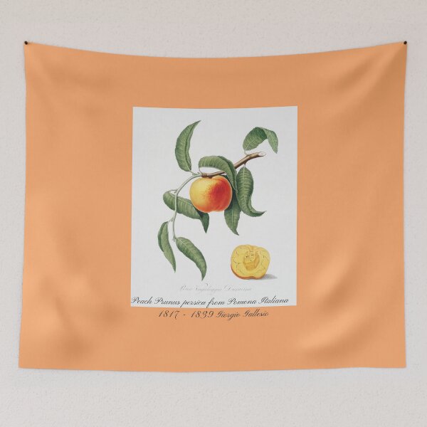 Item preview, Peach Prunus persica from Pomona Italiana Giorgio Gallesio Design designed and sold by EarthArtDesigns.