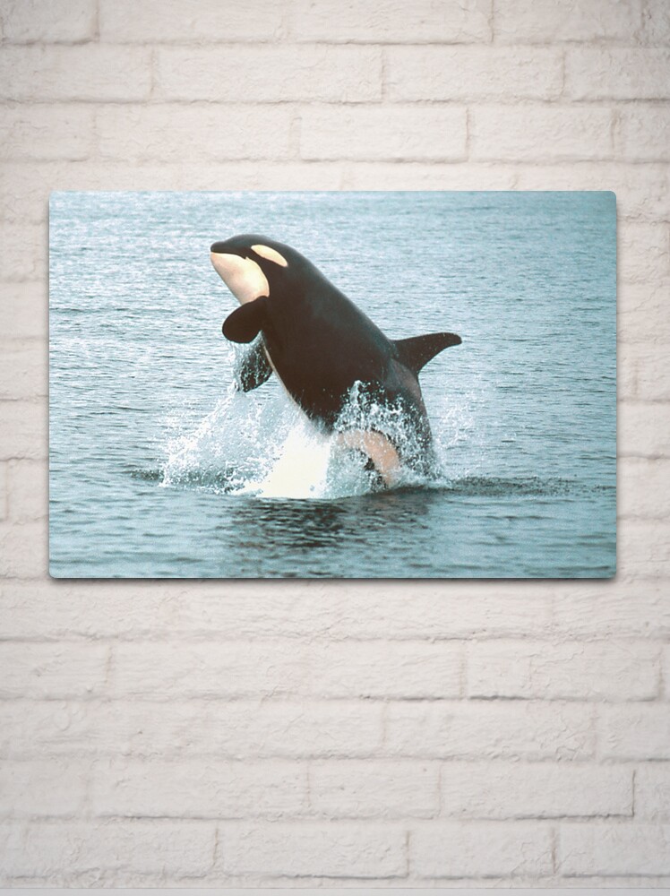 Mug: Jumping Orca