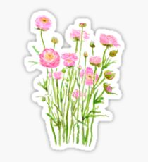 rosa Ranunculus rosa Butterblume rosa Pfingstrose Sticker