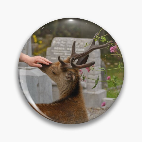 Artikelvorschau, Die Fotografin streichelt junge, freundliche Hirsche im Killarney-Nationalpark, in der Nähe der Stadt Killarney, County Kerry, Irland entworfen und verkauft von AlbertMi.