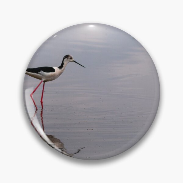 Item preview, Black winged stilt designed and sold by pietrofoto.