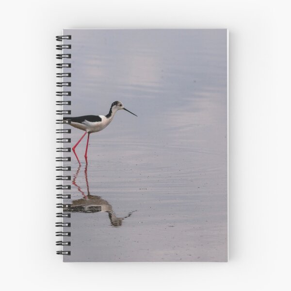 Item preview, Black winged stilt designed and sold by pietrofoto.