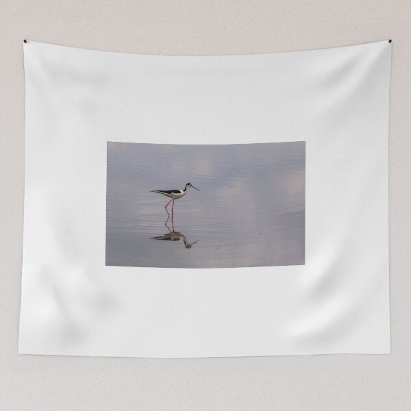 Item preview, Black winged stilt designed and sold by pietrofoto.