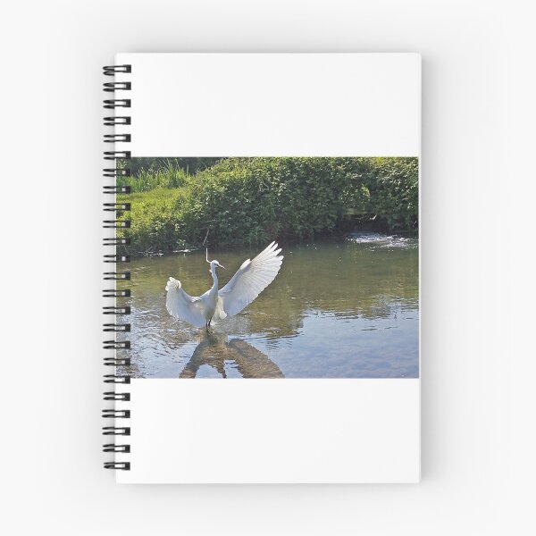 Item preview, Little Egret shading the water with its wings while searching for a meal. designed and sold by woolleyfir.