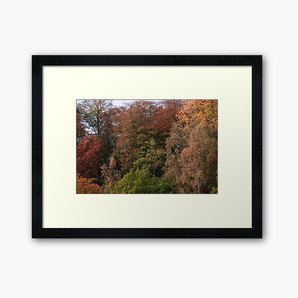 Autumn Trees Framed Art Print