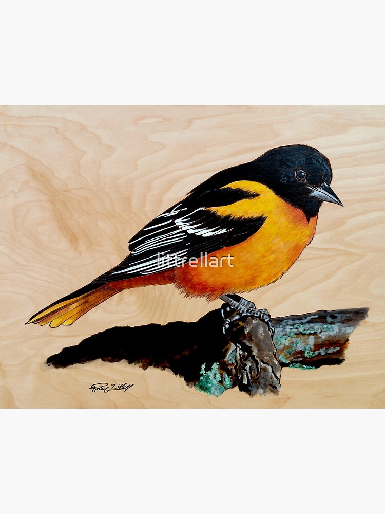 The best selling] Baltimore Orioles Tropical Sea And Parrots