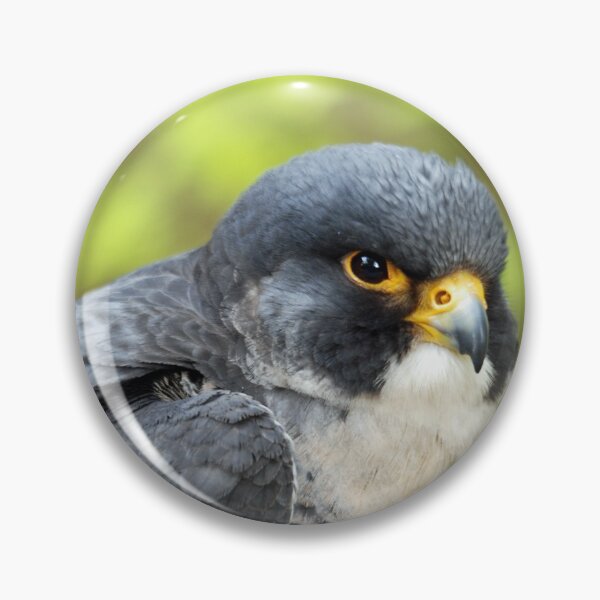 Item preview, Peregrin falcon designed and sold by woolleyfir.