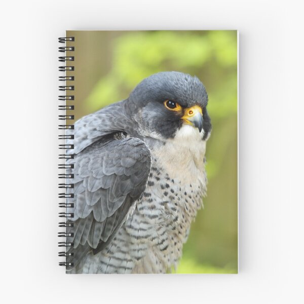 Item preview, Peregrin falcon designed and sold by woolleyfir.