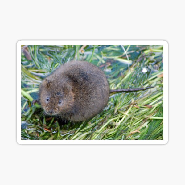 Item preview, Water vole  designed and sold by woolleyfir.