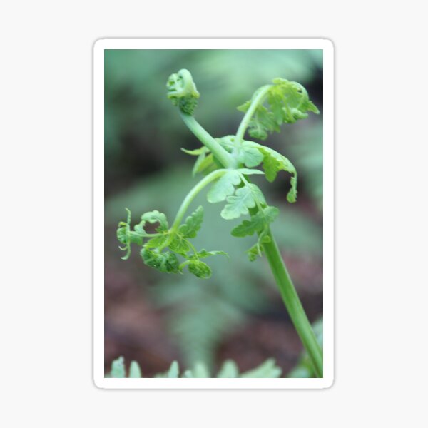 Item preview, Unfolding frond designed and sold by Leanne Davis.