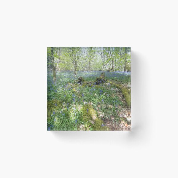 Item preview, Bluebell Woods,Cader Ifan Goch designed and sold by Derren Jones.