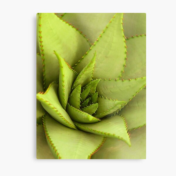 Spur Cactus Metal Print