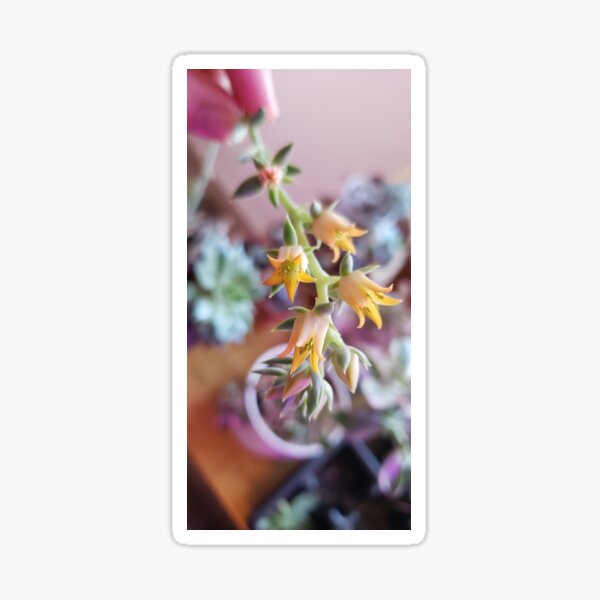Echeverria flower Sticker