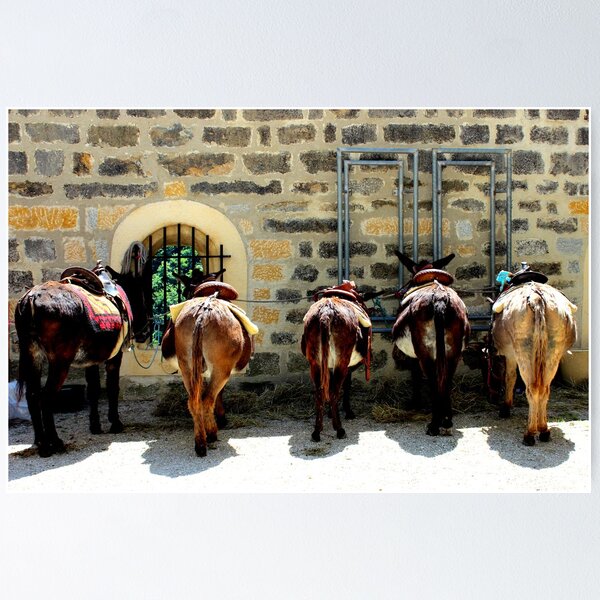Item preview, Donkey's ass designed and sold by Michelle Neeling.