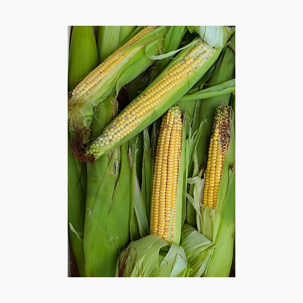 Lámina fotográfica «Mazorca de maíz pelada y semipelada» de mahirov |  Redbubble