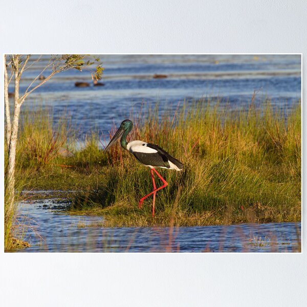 Item preview, On The Ponds designed and sold by byronbackyard.