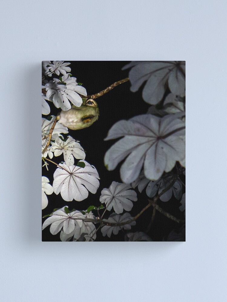 Thumbnail 1 of 3, Canvas Print, Costa Rica Three Toed Sloth designed and sold by darren-j-mcleod.