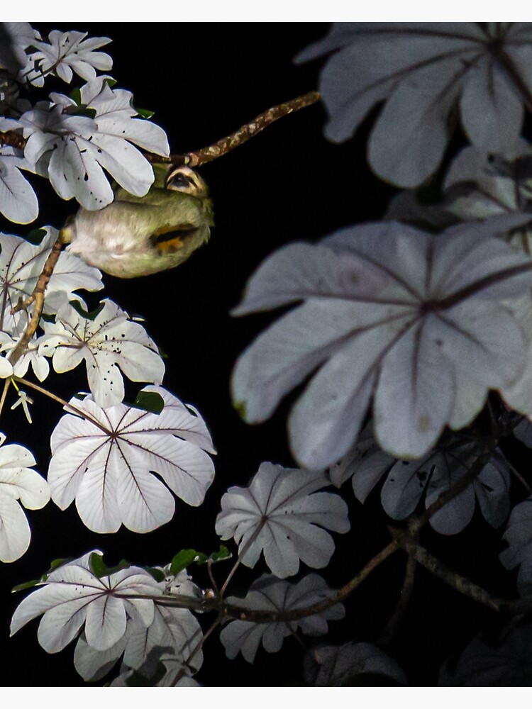 Thumbnail 3 of 3, Canvas Print, Costa Rica Three Toed Sloth designed and sold by darren-j-mcleod.