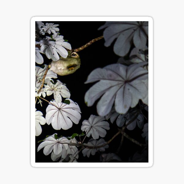 Costa Rica Three Toed Sloth Sticker