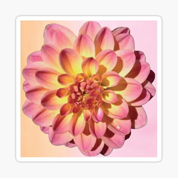 Item preview, Pink Dahlia  designed and sold by GIOIA Shop.