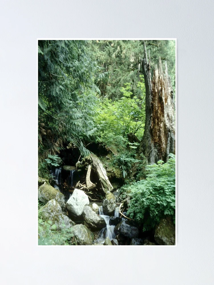 Thumbnail 1 of 3, Poster, Boding Brook designed and sold by DayColors.