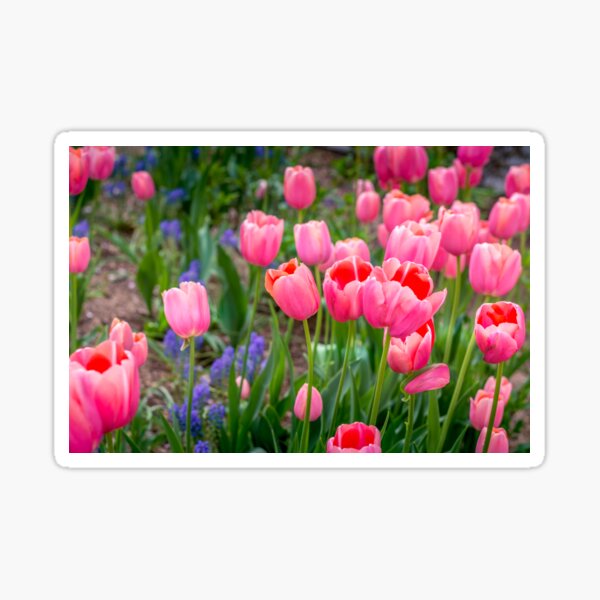 Pink tulips Sticker