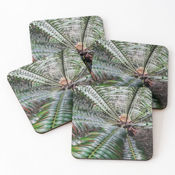 Item preview, Cycad  designed and sold by Weather gifts .