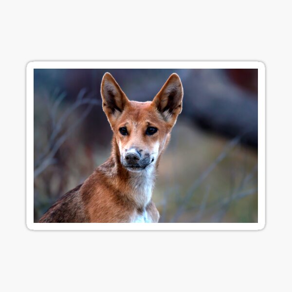 Kgari (Fraser Island) Dingo Pup Sticker