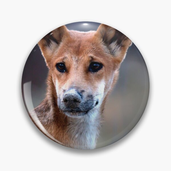 Item preview, Kgari (Fraser Island)      Dingo Pup designed and sold by Annette63.