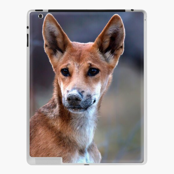 Kgari (Fraser Island) Dingo Pup iPad Skin